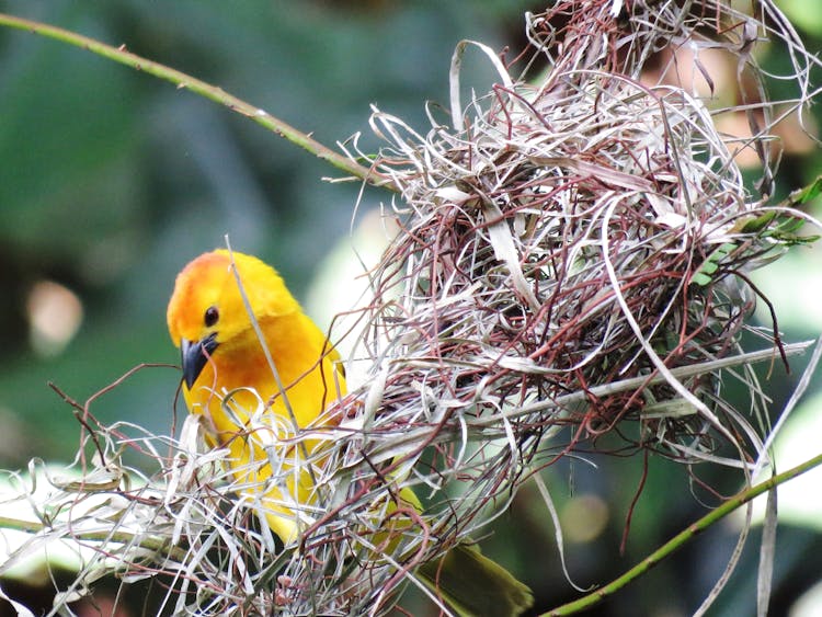 Yellow Bird On Nest