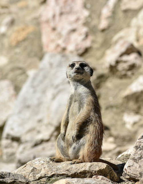 Free A Meerkat Sitting on a Rock Stock Photo
