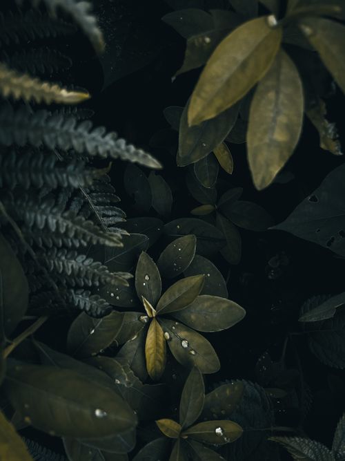 Free A moody close-up of lush leaves with water droplets, creating an atmospheric vibe. Stock Photo