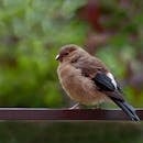 一只红腹雀鸟栖息在户外树枝上的特写，清晰地展示了它的羽毛细节