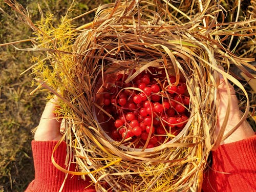 乾草, 巢, 手 的 免費圖庫相片