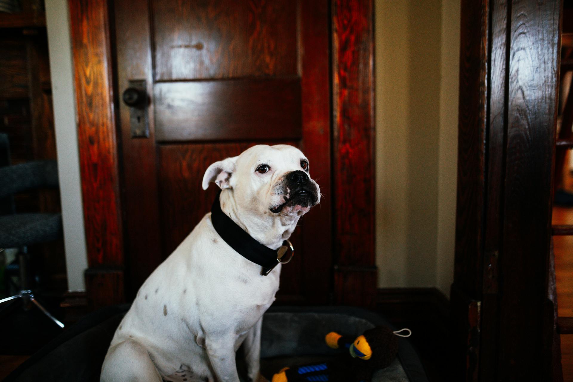 Cute obedient white purebred dog looking away while sitting in house near wooden door