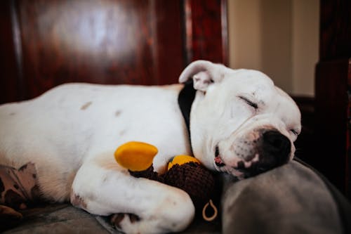 Free Adorable American Bulldog sleeping with toy on bed Stock Photo