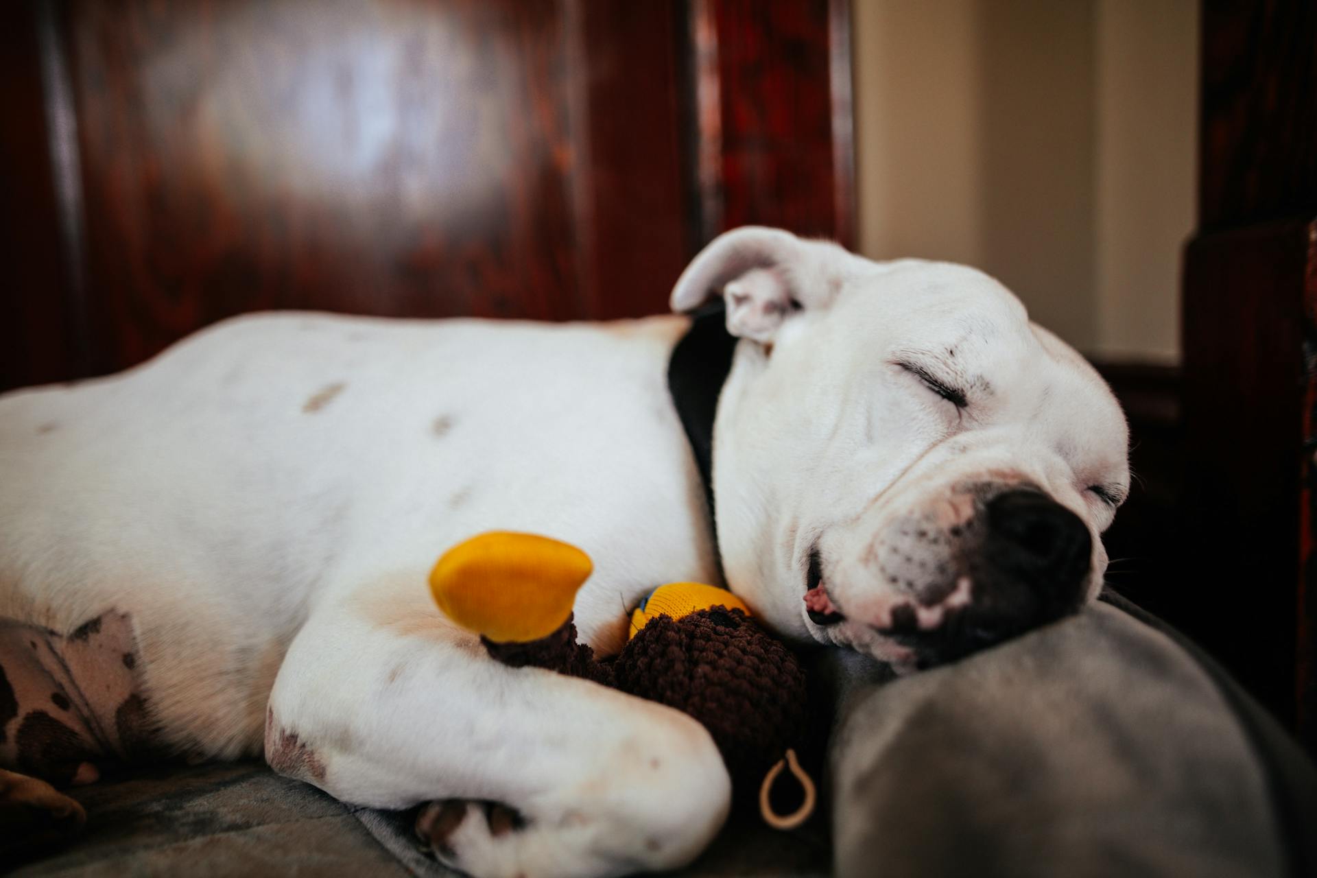 Adorable American Bulldog sleeping with toy on bed