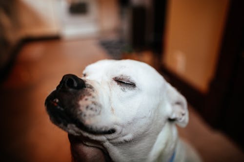 Free Cute dog with closed eyes at home Stock Photo