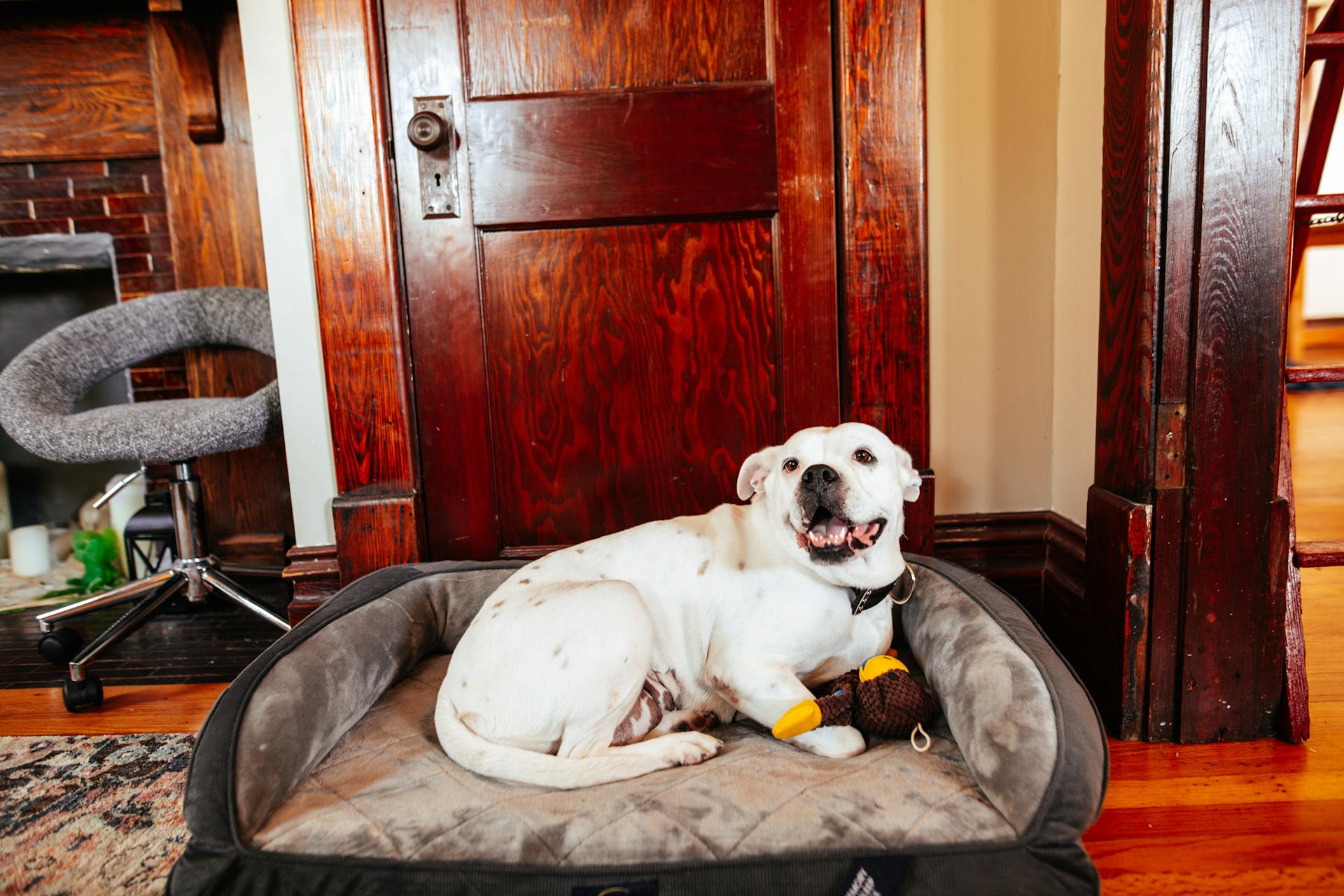 Söt American Bulldog med tungan ut liggande på hund säng med leksak medan titta bort hemma