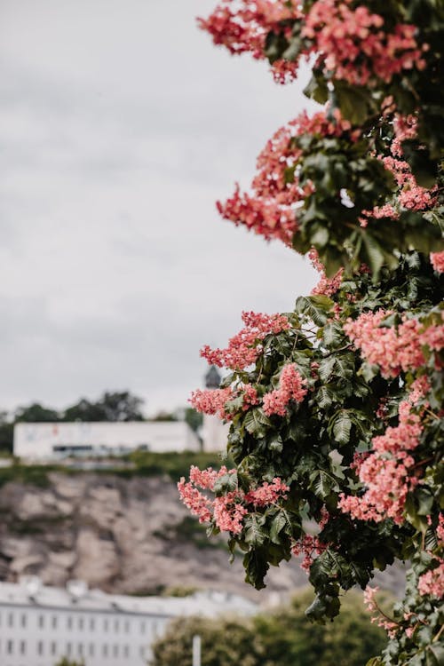 Foto profissional grátis de abundante, brotos, flora