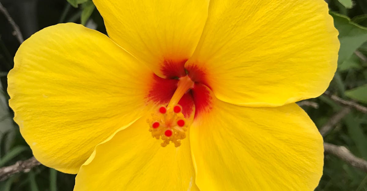Free stock photo of flower, Hibiscus