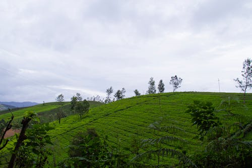 Hills of a Tea Plantation