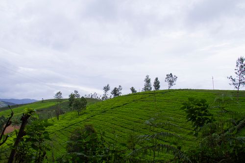 Munnar tea plantation