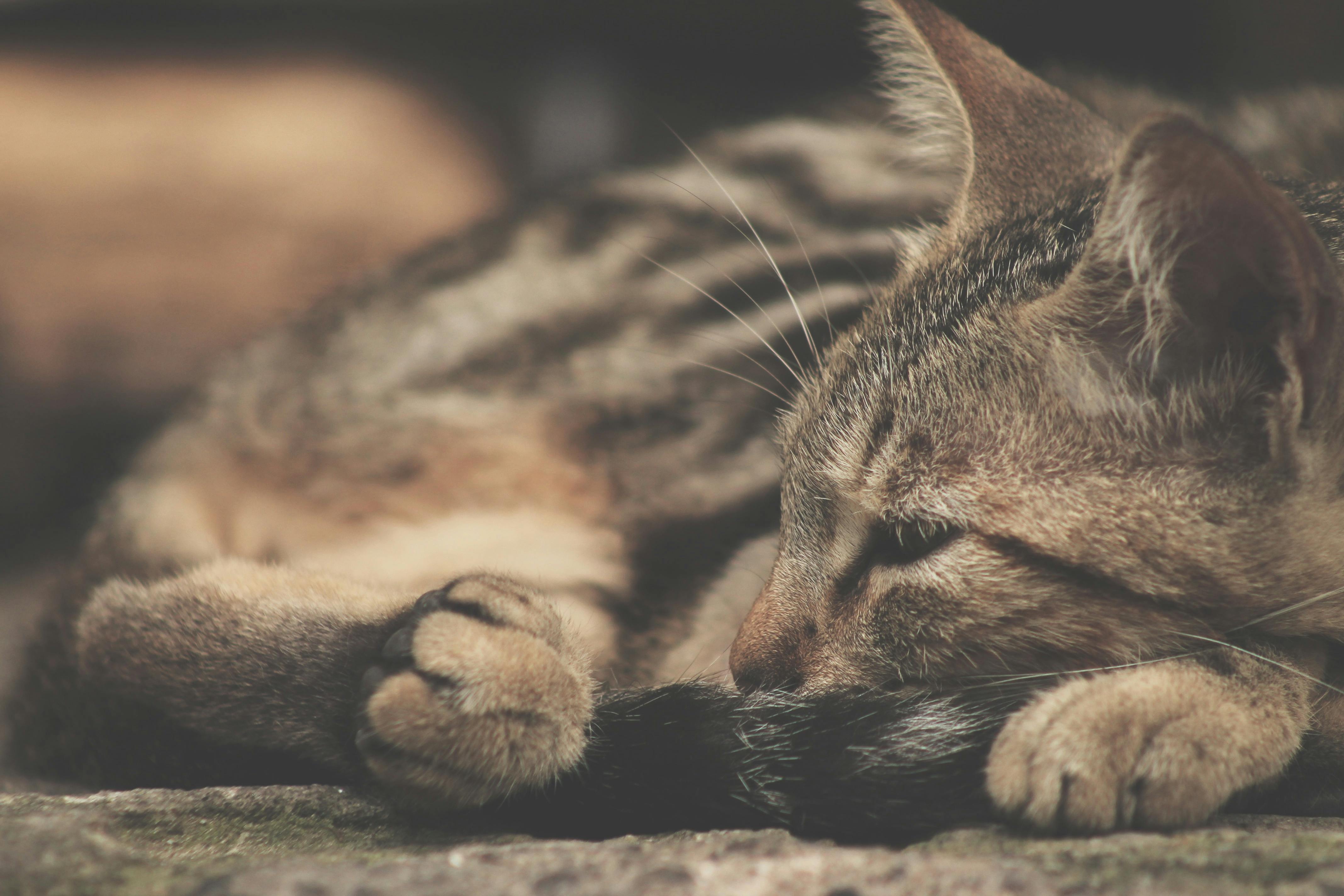 Free stock photo of hayvan, kedi, kedi bıyığı