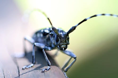 Photo De Mise Au Point Peu Profonde De L'insecte