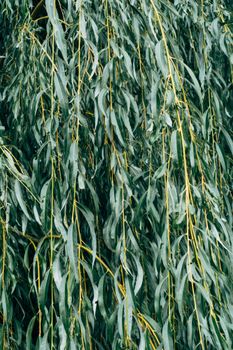 willow tree green leaves