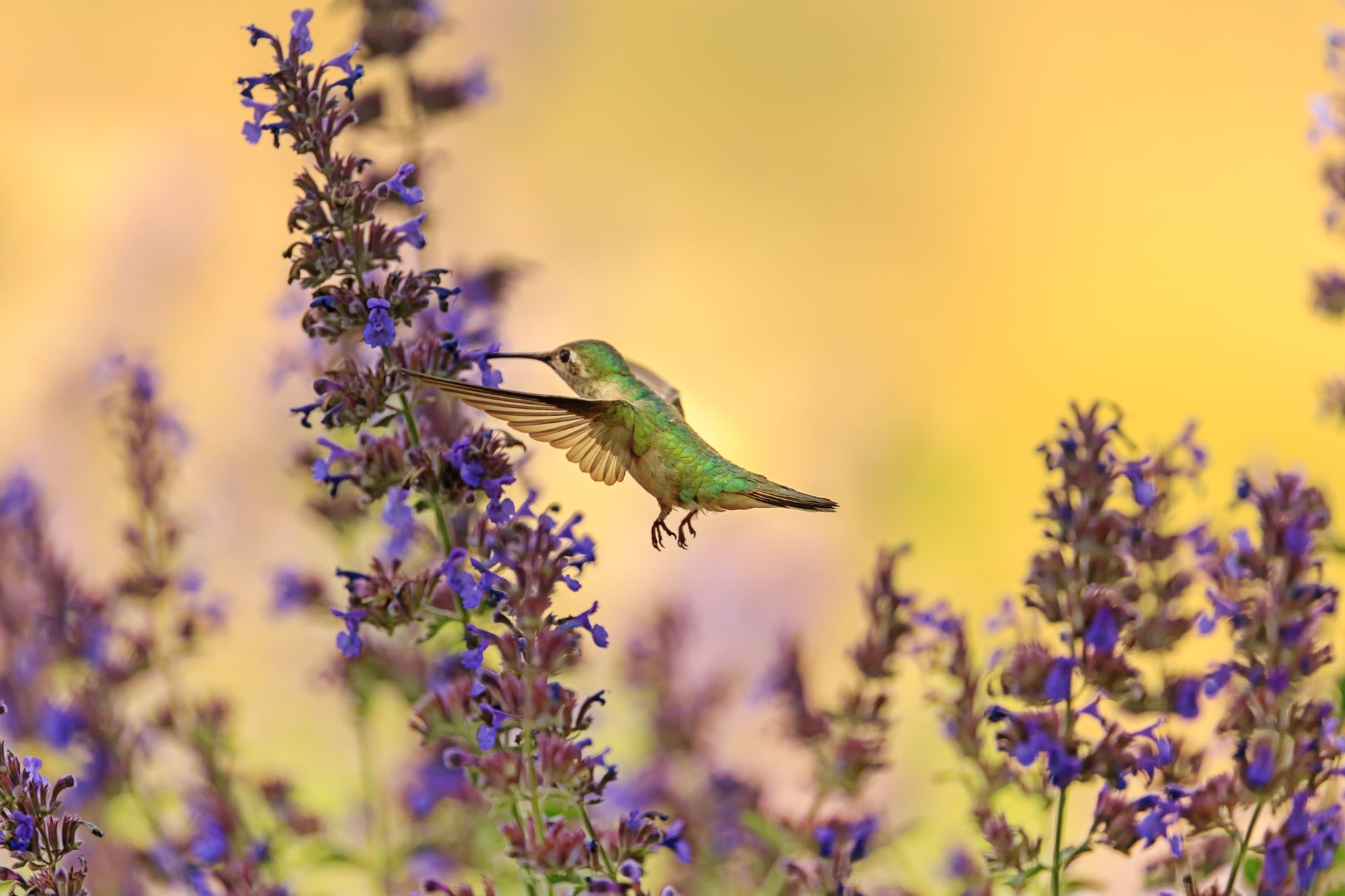 A stunning hummingbird hovers near vibrant purple flowers against a warm background.