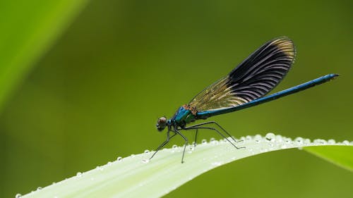 Macro Photography of Beautiful Blue Demoiselle Perching on Leaf