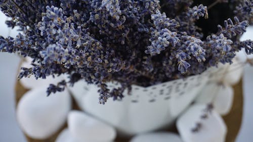Ilmainen kuvapankkikuva tunnisteilla kukka, laventeli