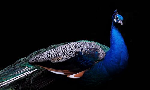 Free Blue and Brown Peacock Stock Photo