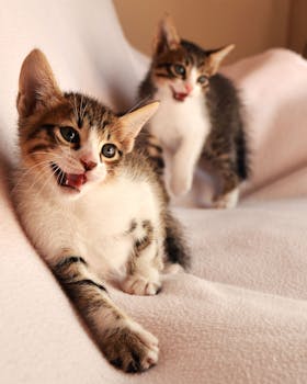 Two Orange Tabby Cats on White Textile