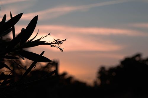 Free stock photo of atardecer, insect, pink sky Stock Photo