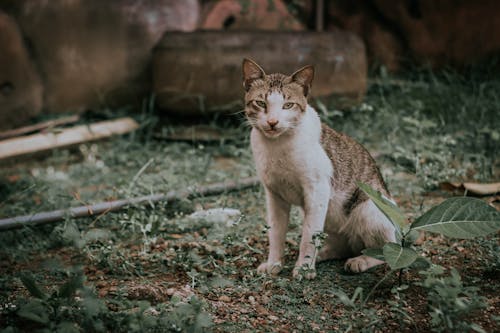 Foto profissional grátis de animal, animal de estimação, ao ar livre