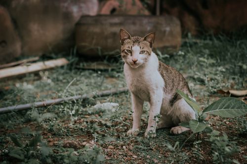 Free A contemplative domestic cat sits on a grassy patch outdoors, surrounded by natural foliage. Stock Photo