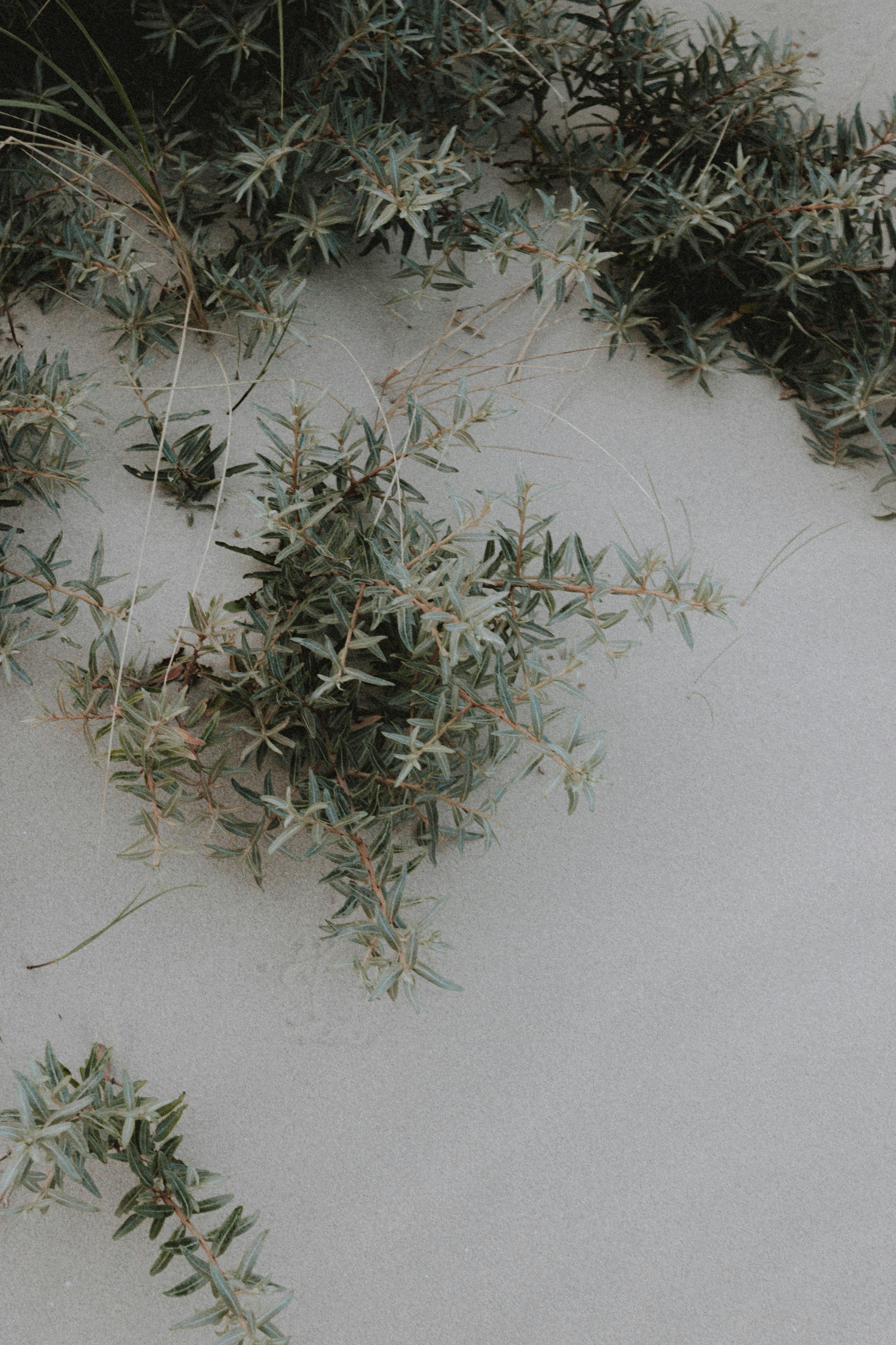 green plant on sandy beach