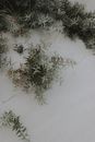 From above of amazing tropical plant growing through white fine sand on beach