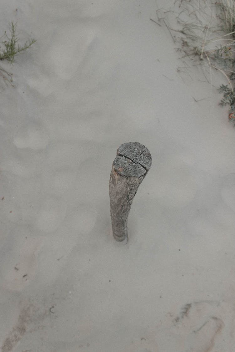 Wood Beam Embedded In Fine Sand