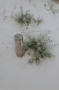 From above of parched tropical grass and old wooden stick on white smooth sandy shore in daylight