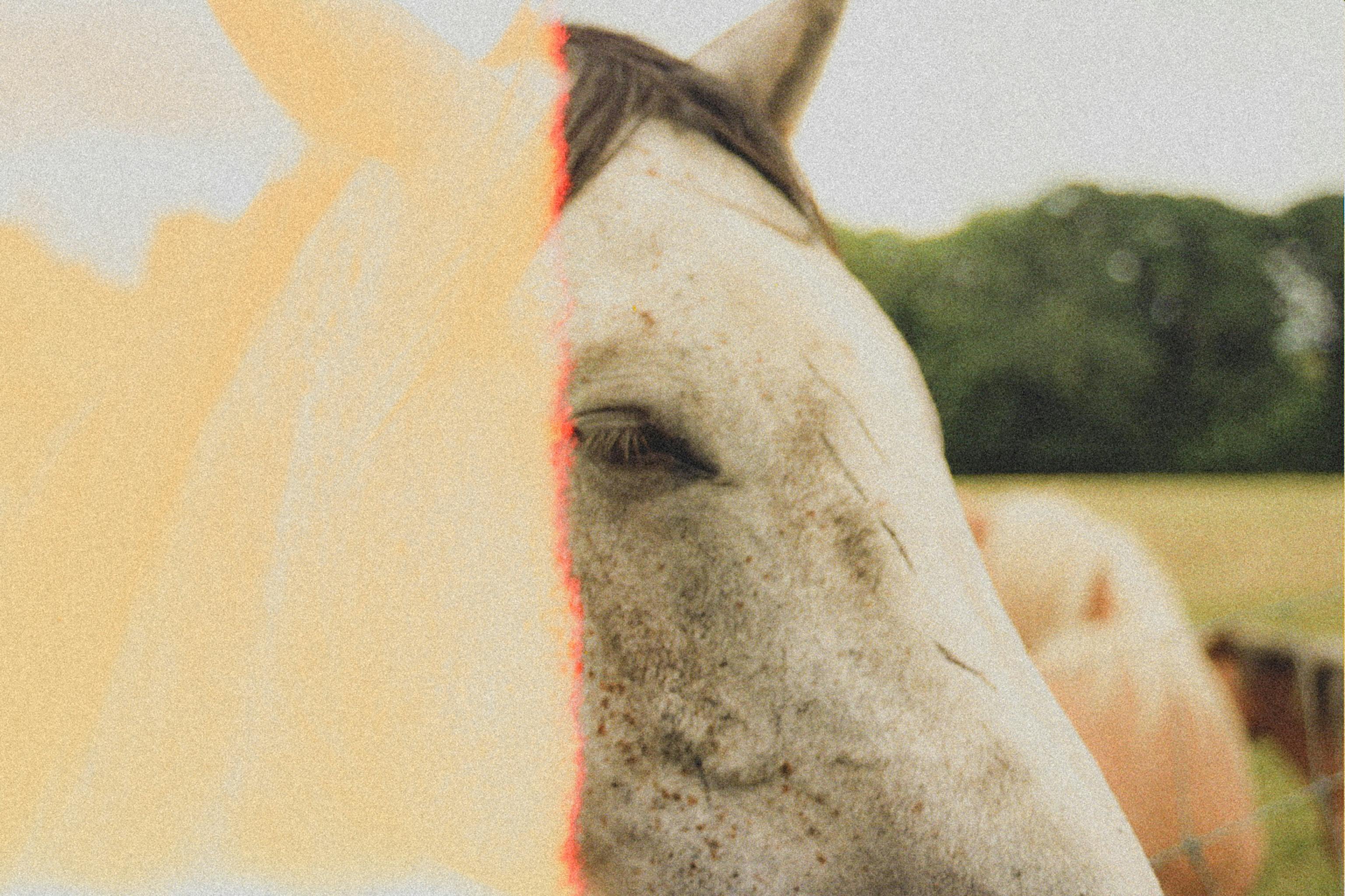 Closeup of graceful horse head with pensive glance looking down while spending spending day in countryside