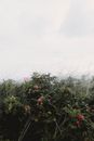 Blooming plants growing in summer field