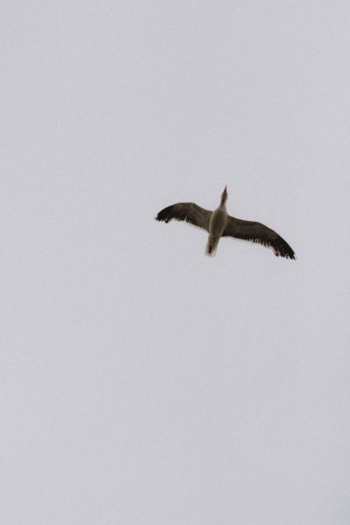 Seagull flying in gray sky