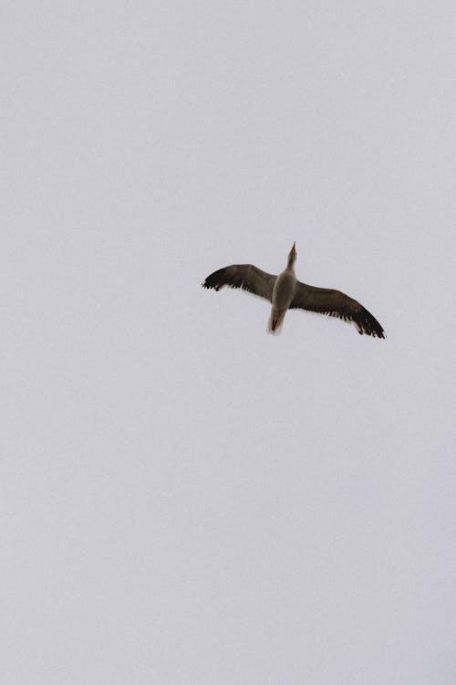 Základová fotografie zdarma na téma bez oblačnosti, čirý, denní