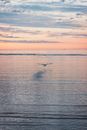 Seagull flying above sea in sunset light