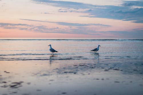Birds standing in calm sea