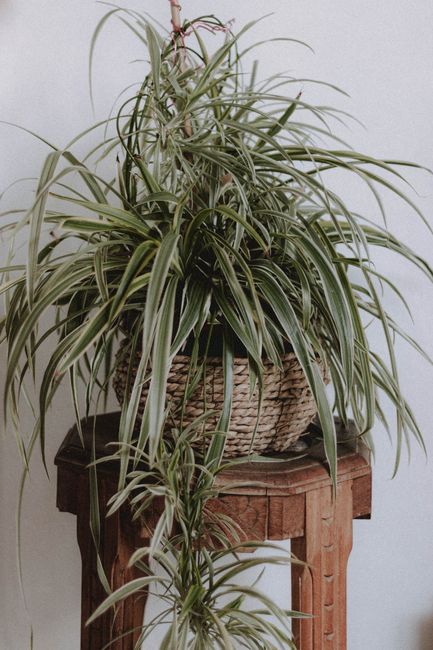 Green plant with long leaves placed in wicker pot on wooden table against white wall in light room in daytime