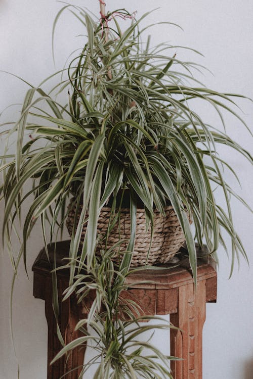 Free Potted plant on wooden stand Stock Photo