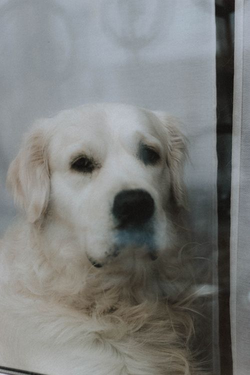 Free Adorable domestic Retriever with white fur sitting behind mirrored window in apartment in daylight while looking at camera through glass Stock Photo