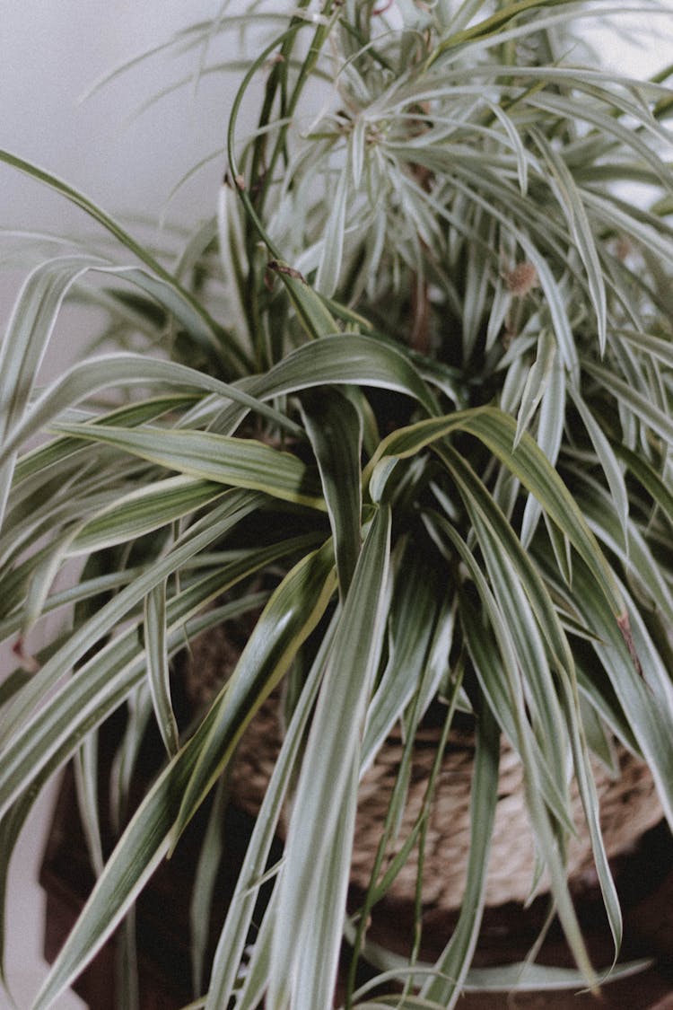 Chlorophytum Comosum In Modern Pot