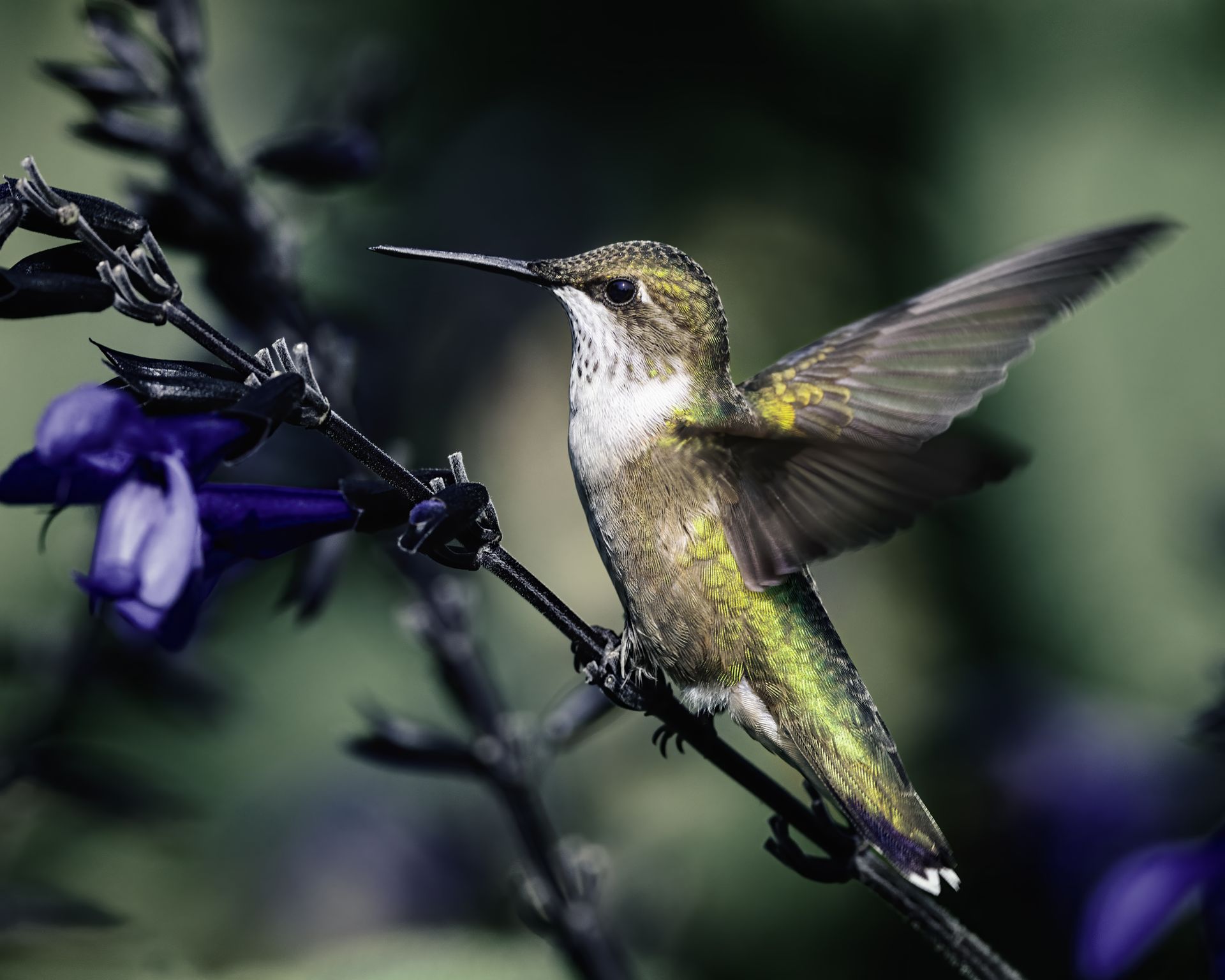 Small carnivorous bird with long spiky beak sitting on blooming flower stalk in garden