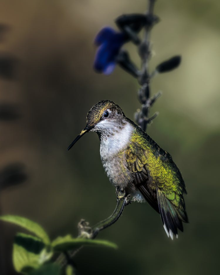 Hummingbird Resting On Plant Stalk In Garden