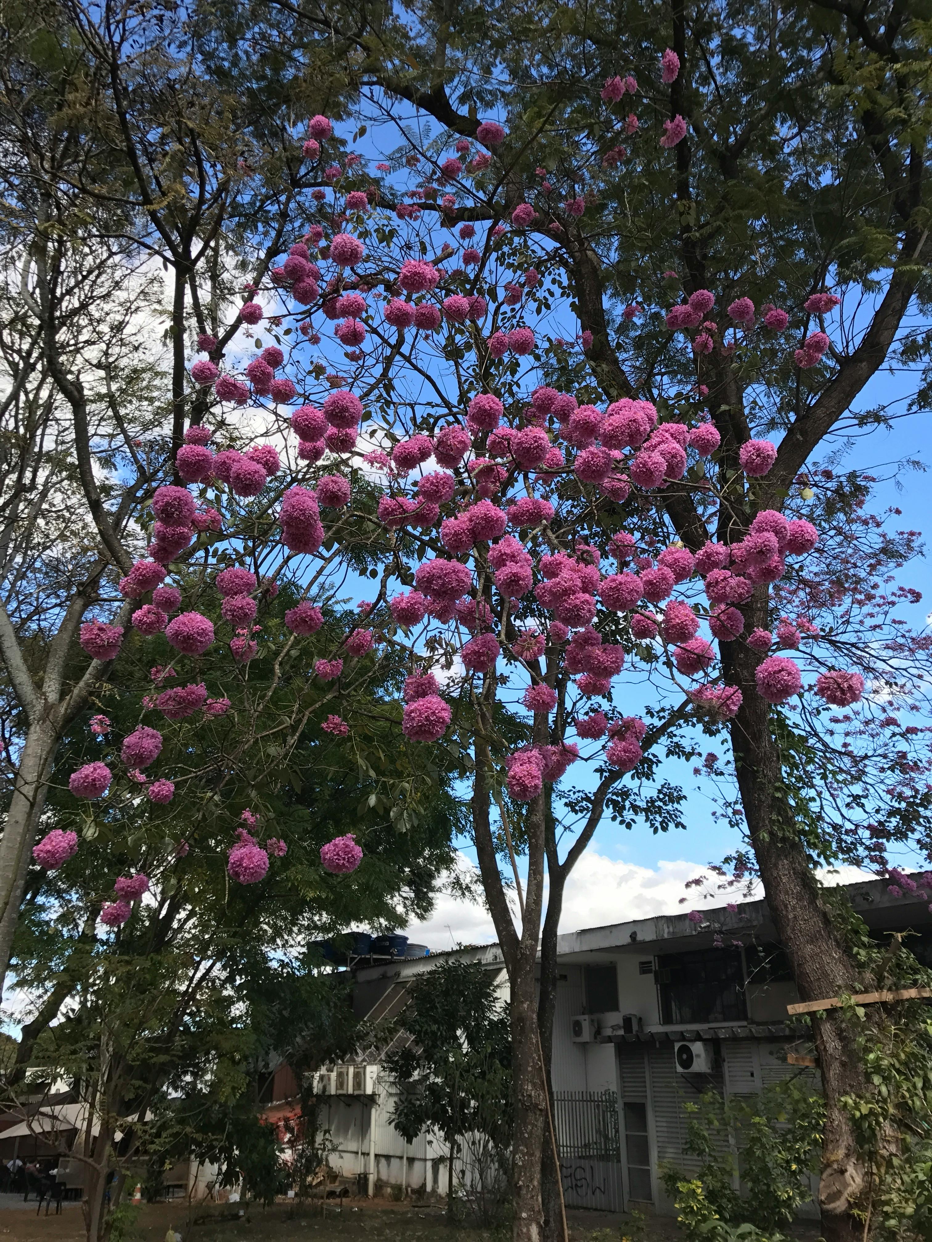 T. rex Reconstruction