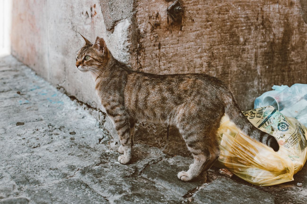 屋外のごみ袋のそばに立つ猫