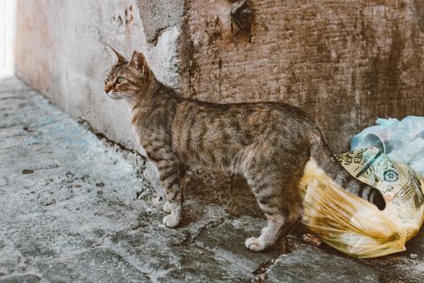 Kedim Çöp Poşeti Yaladı veya Yedi: Ne Yapmalıyım?
