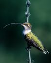 Small carnivorous bird with long pointed beak and ornament on plumage sitting on plant stalk in garden on green background