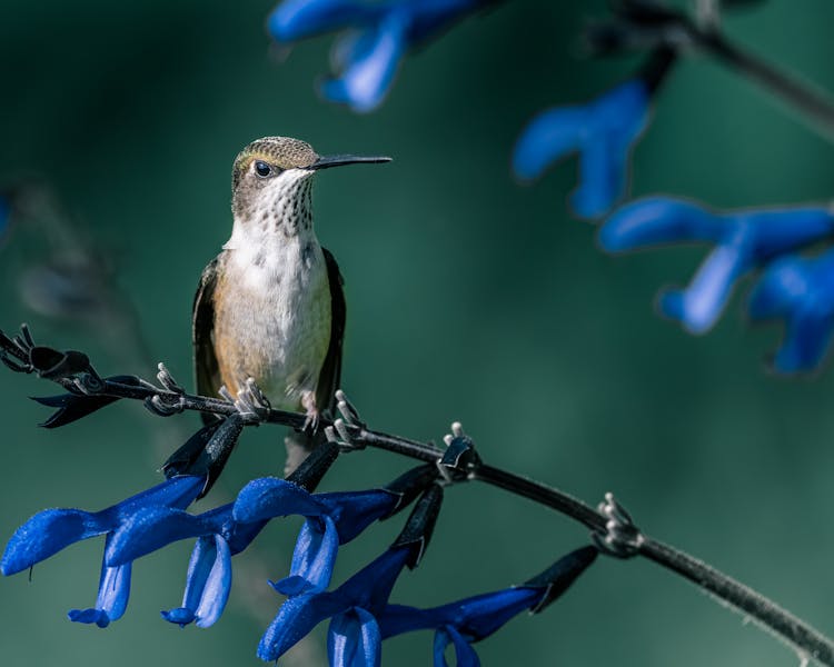 Hummingbird On Blooming Flower Stem In Garden