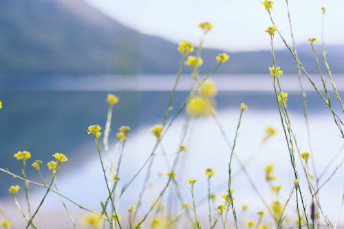 Gratis lagerfoto af blå, blå sø, blomst