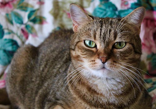 Brown Tabby Cat Lying on a Blanket