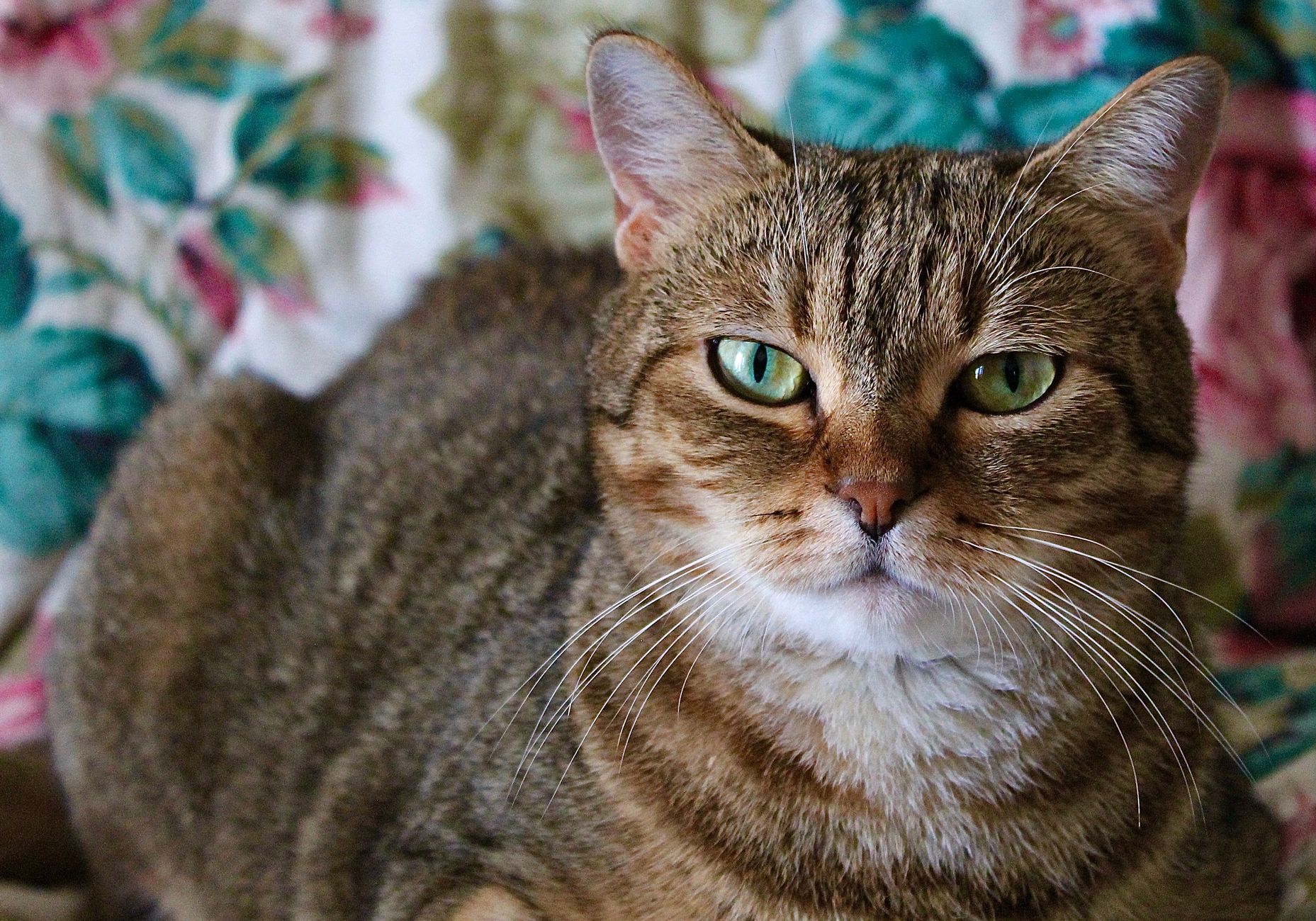 Celtic Shorthair