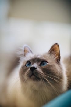 可爱的伯曼猫用引人注目的蓝眼睛向上凝视，流露出好奇的神情